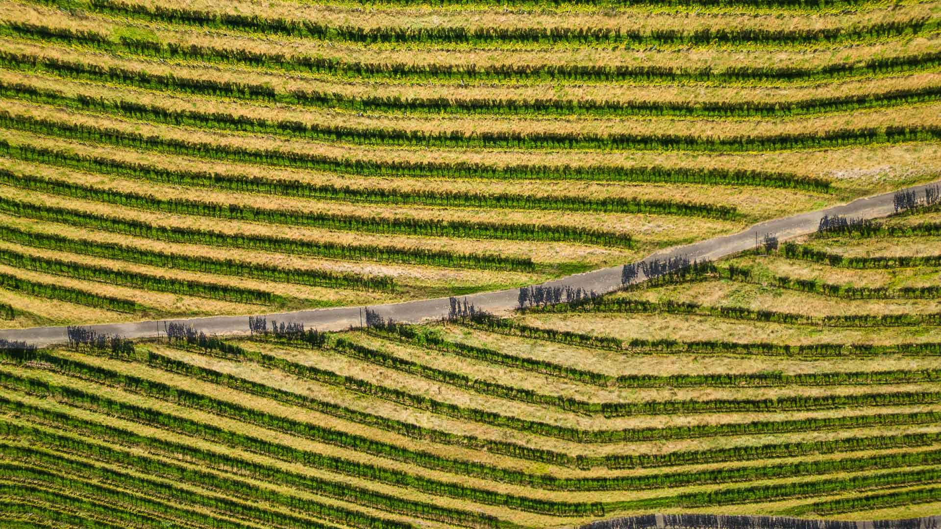 Weinreben in Gegenbach