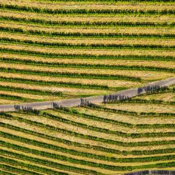 Weinreben in Gegenbach