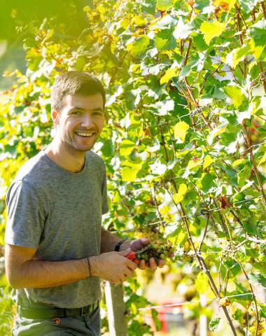 Simon Huber bei der Weinlese