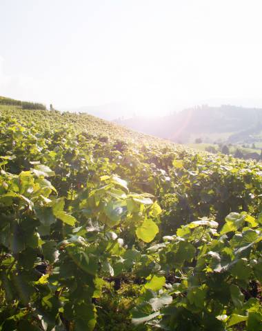 Weinreben in der Sonne