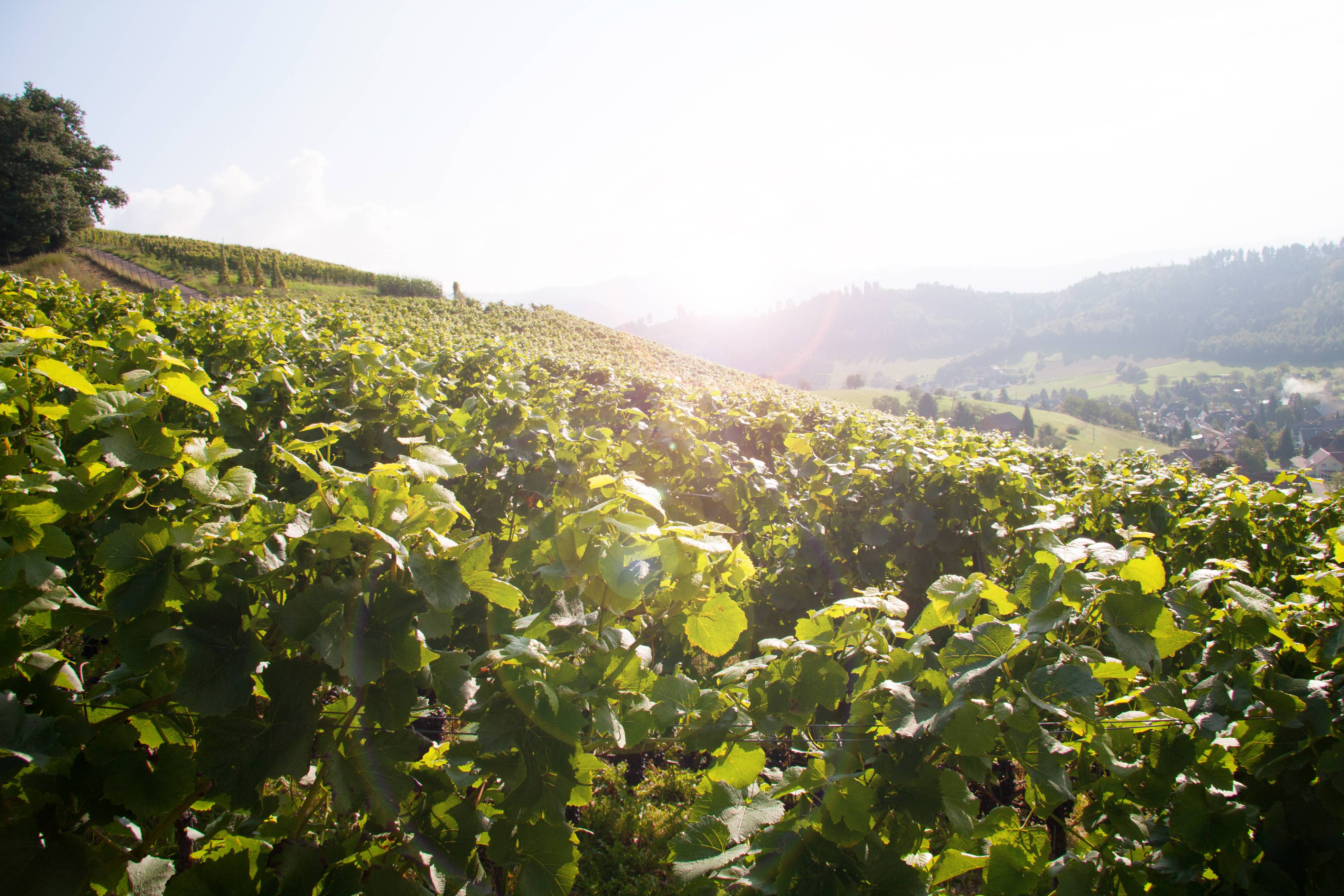 Weinreben in der Sonne