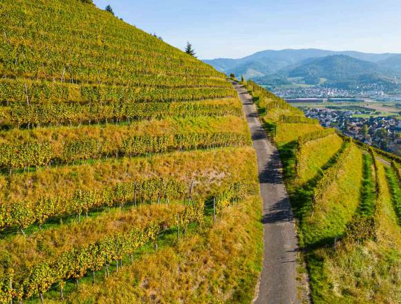 Steep but stunning!: Challenging terrain - Weinhotel Pfeffer & Salz