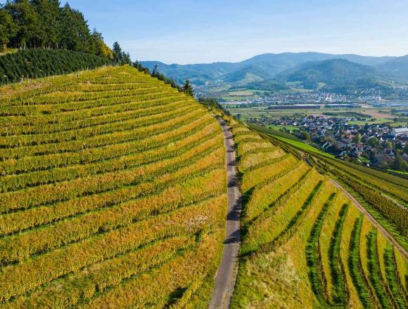 Ausgezeichnet!: Weine aus dem Herzen der Ortenau - Weinhotel Pfeffer & Salz