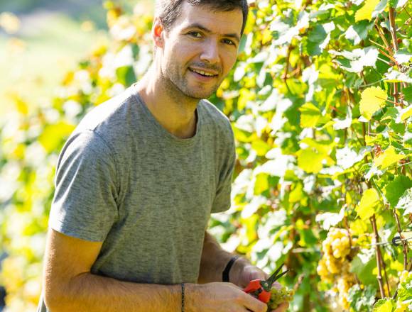 Ab durch die Weinreben!: Geführte Weinwanderungen vom Weingut Simon Huber - Weinhotel Pfeffer & Salz