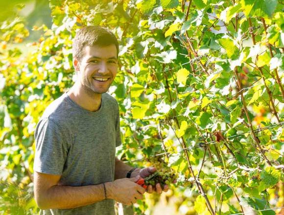 Simon Huber bei der Weinlese