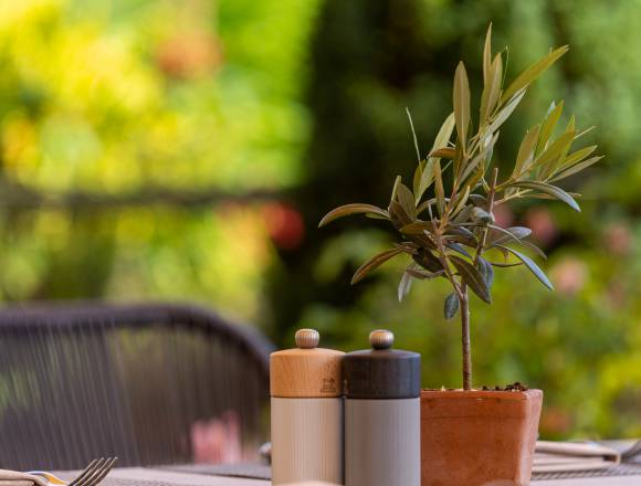 Pfeffer & Salz auf Tisch mit kleinem Olivenbaum