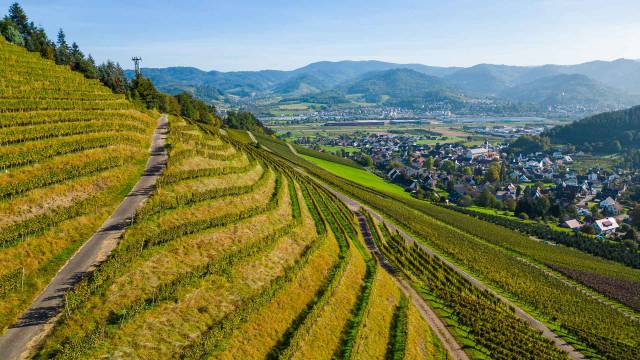 Weinberg im Schwarzwald