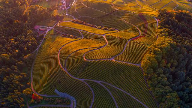 Luftaufnahme über den Weinbergen in Gengenbach