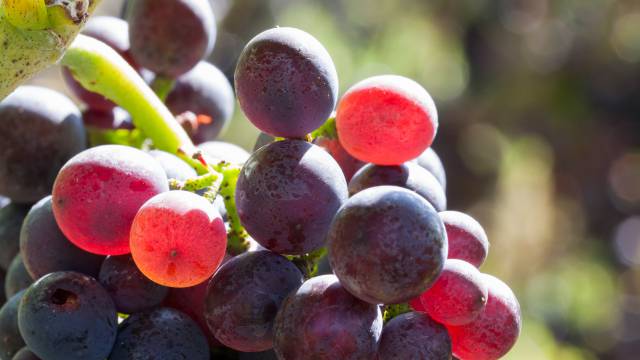 Red wine production - Weinhotel Pfeffer & Salz