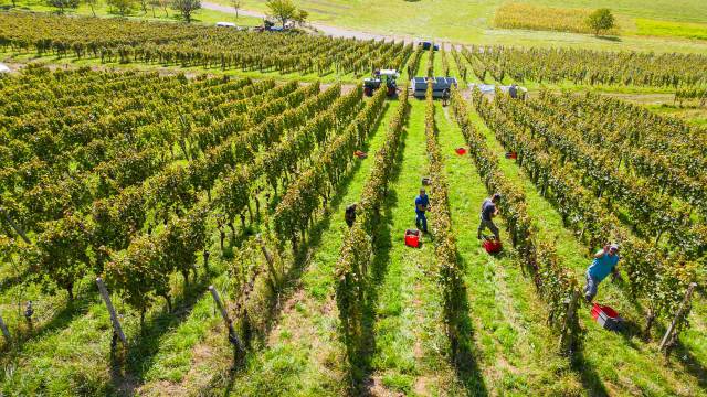 Personen bei der Weinlese in den Reben