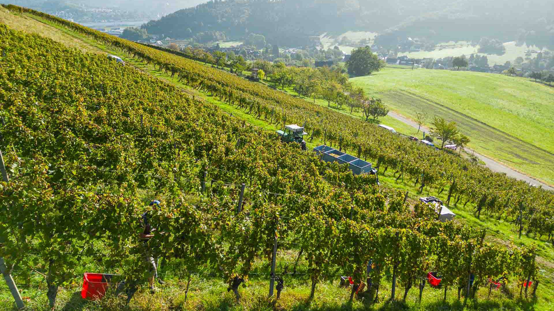 Traktor beim Einsatz bei der Weinlese