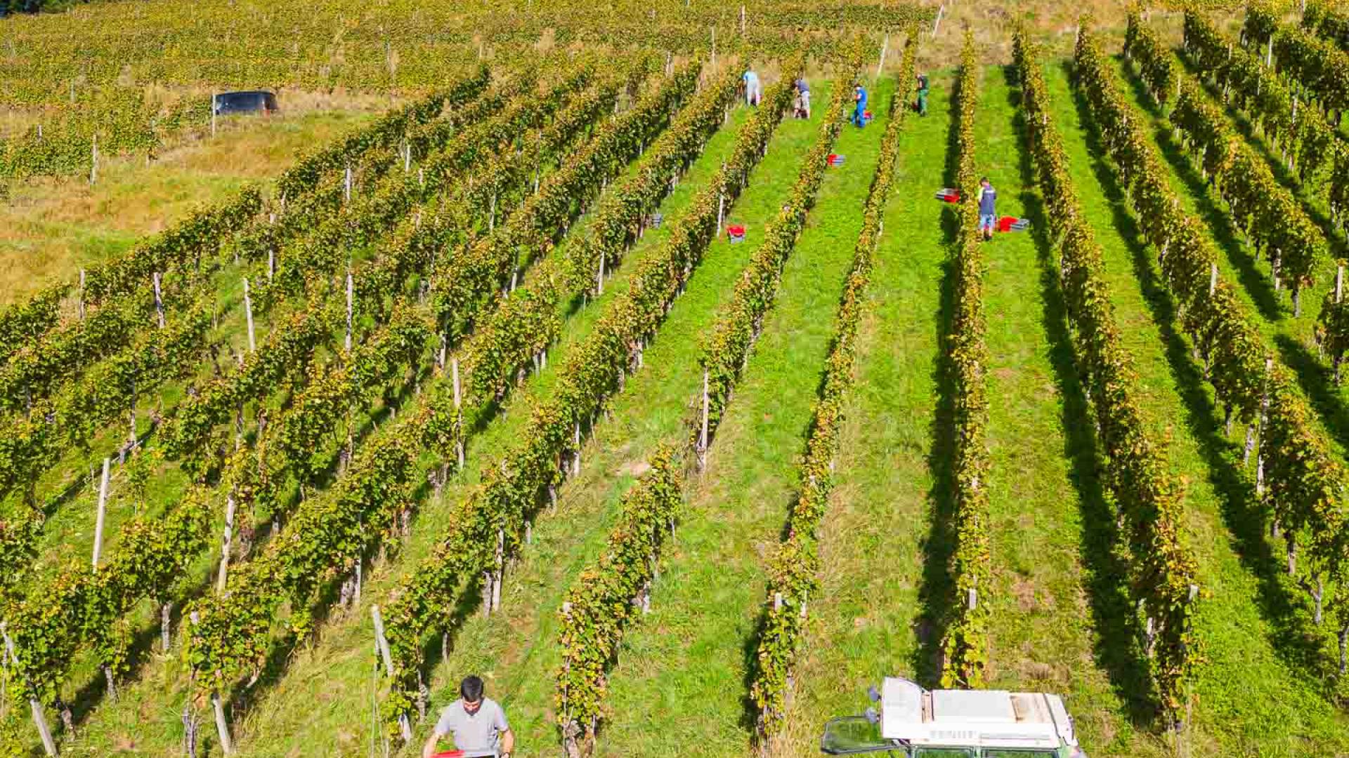 Personen bei der Weinlese in den Reben