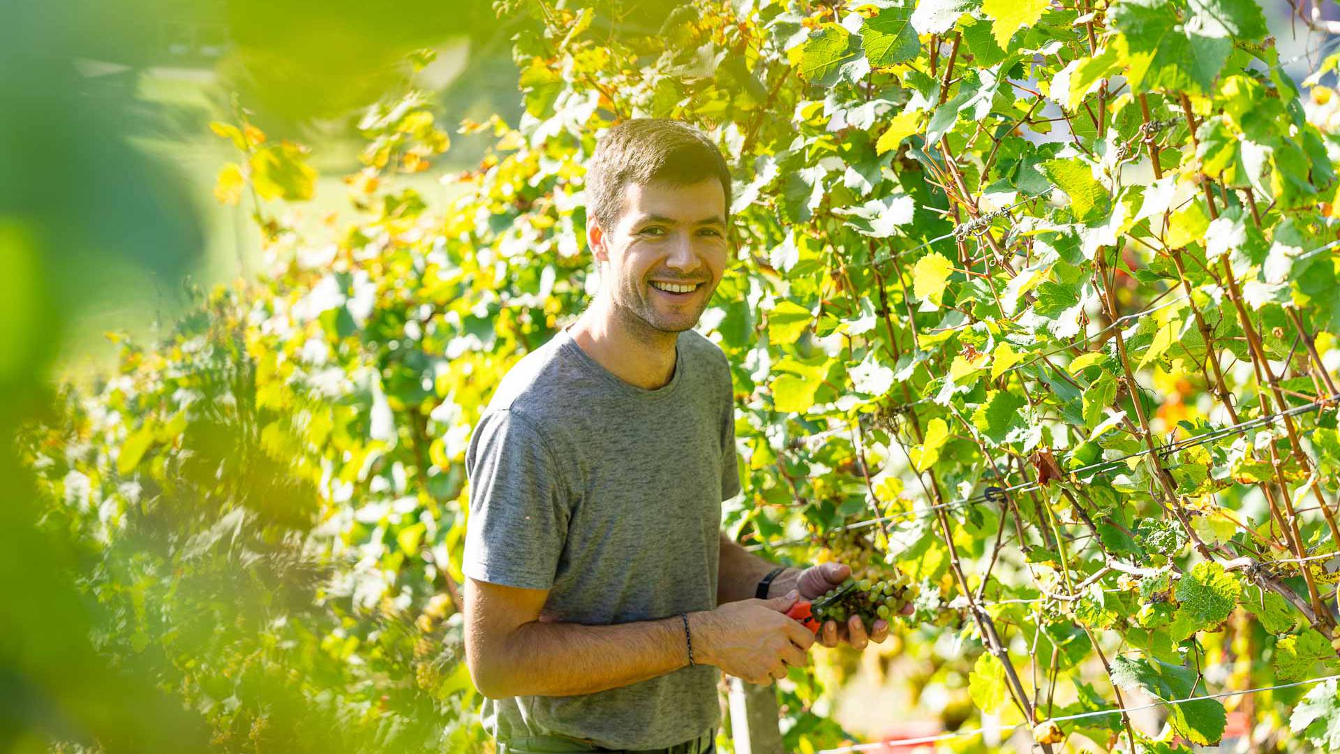 Simon Huber beim Weinreben schneiden