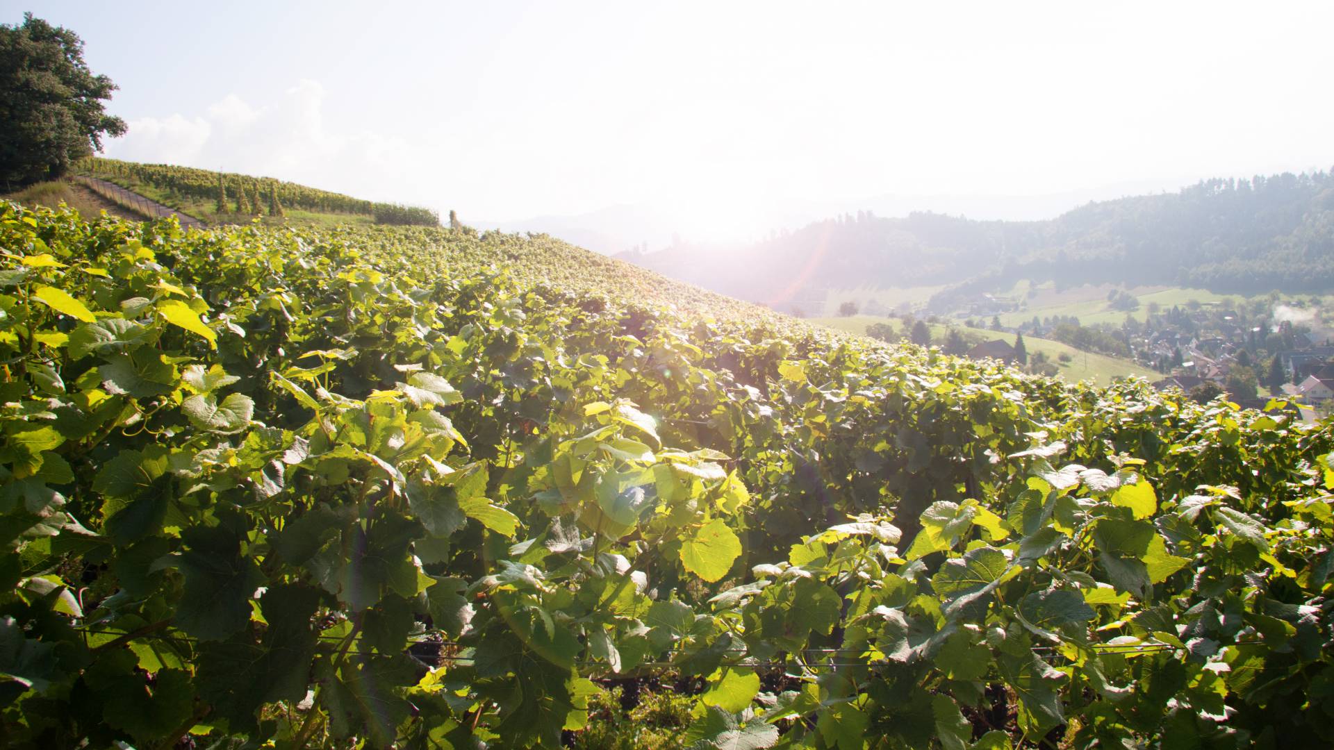 Weinreben in der Sonne