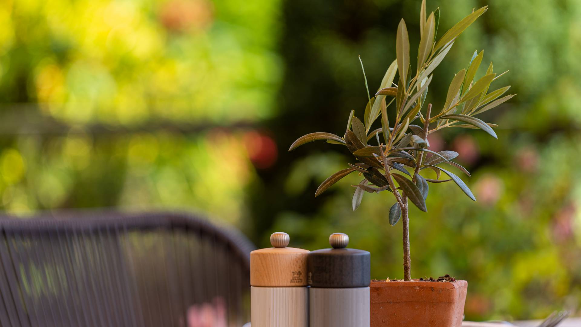 Pfeffer & Salz auf Tisch mit kleinem Olivenbaum