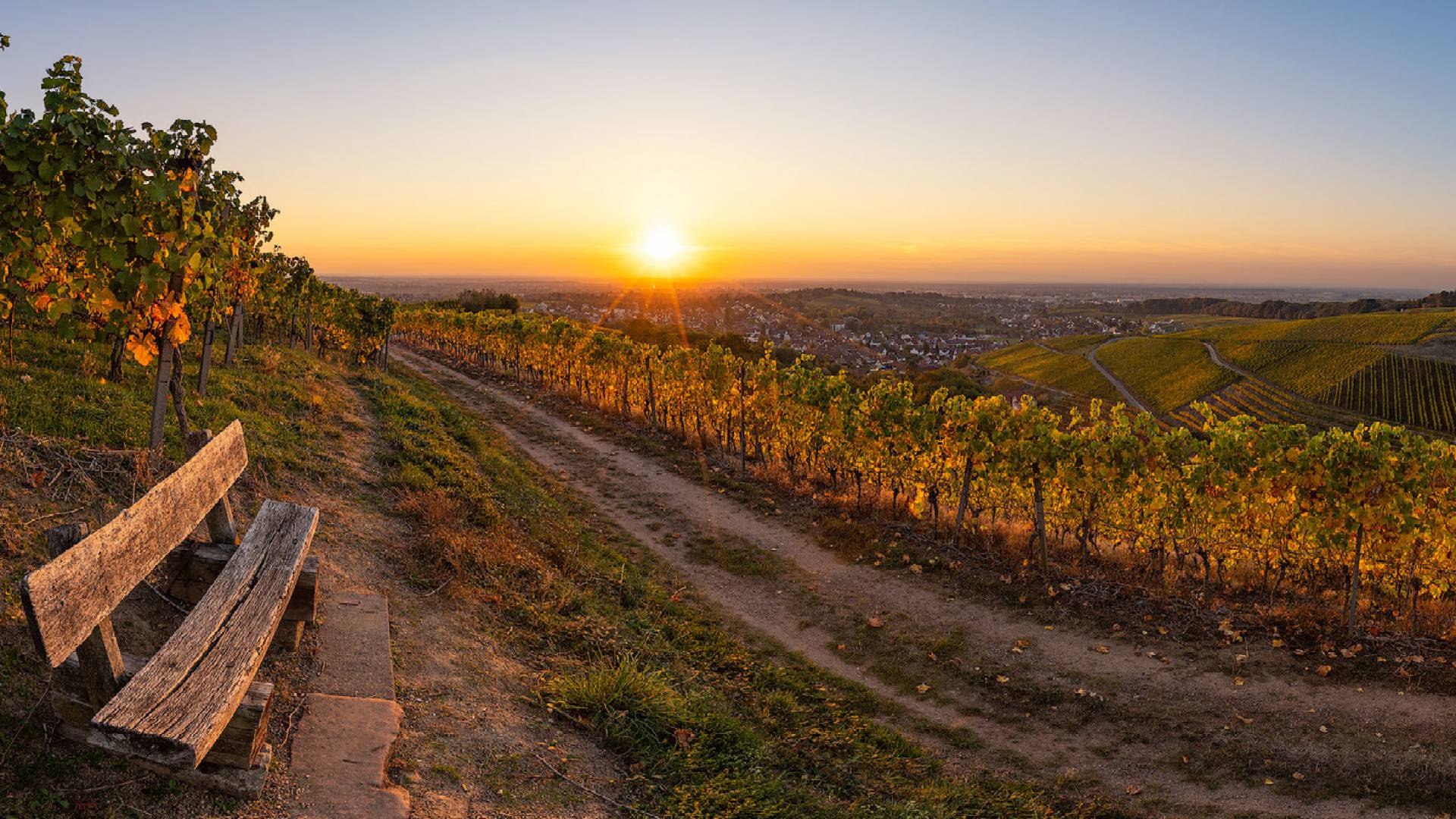 Sonnenuntergang über den Weinreben in Gengenbach